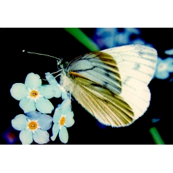 Green-veined White napi 10 larvae